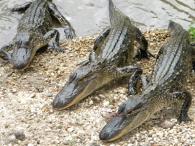 Alligators in Vermilion