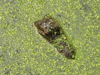 alligator in duckweed in Vermilion Parish